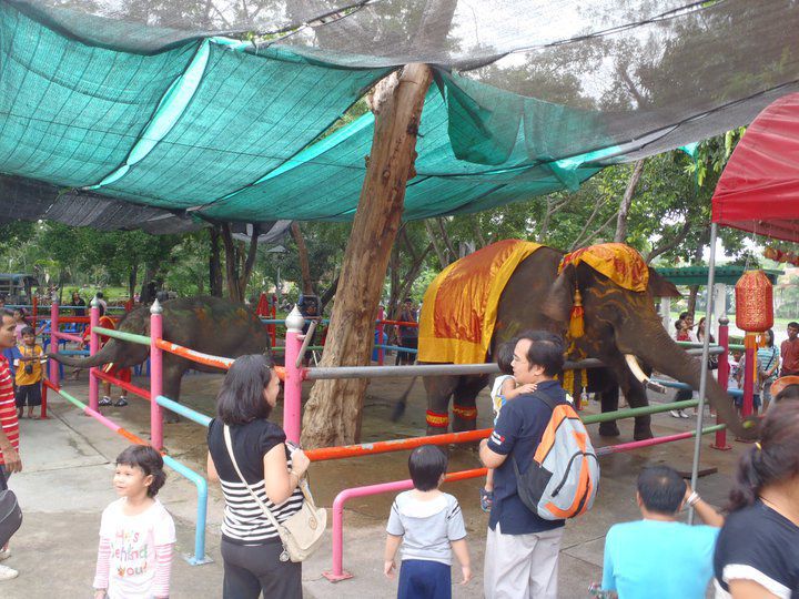Du khách thích thú xem voi ở Thái Lan