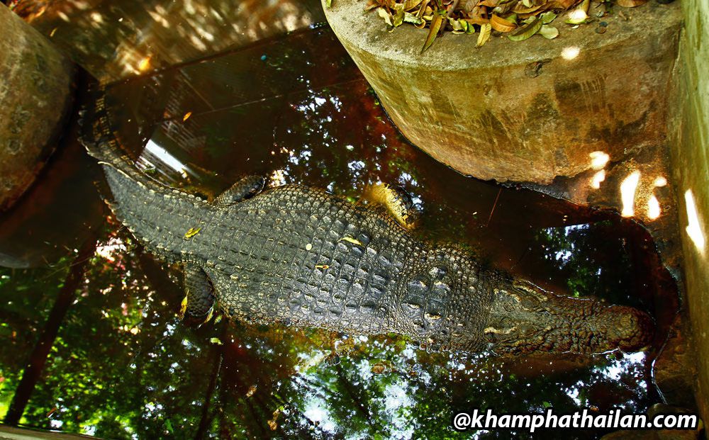 cá sấu trong chùa ở Chinatown Bangkok