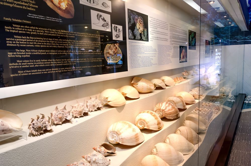 Bảo tàng vỏ ốc Bangkok Seashell Museum