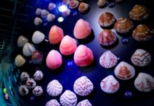 Bảo tàng vỏ ốc Bangkok Seashell Museum