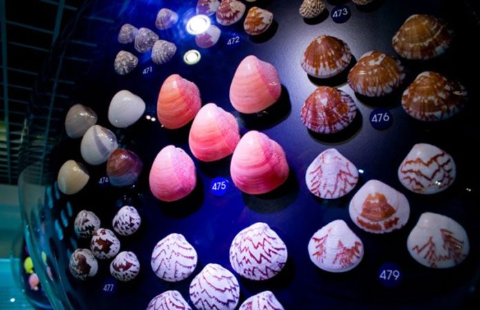 Bảo tàng vỏ ốc Bangkok Seashell Museum