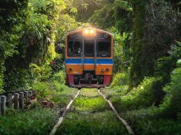 Xe lửa ở Thái Lan đang di chuyển qua rừng cây rậm rạp